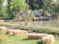 ผู้ว่าปทุม4