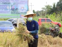 โครงการข้าวปทุมธานี1