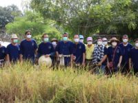 โครงการข้าวปทุมธานี3