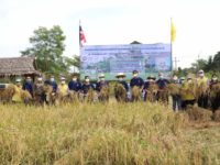 โครงการข้าวปทุมธานี4