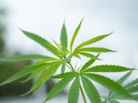 LINE_ALBUM_แปลงกัญชา_๒๒๐๘๐๙_17