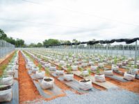 LINE_ALBUM_แปลงกัญชา_๒๒๐๘๐๙_18