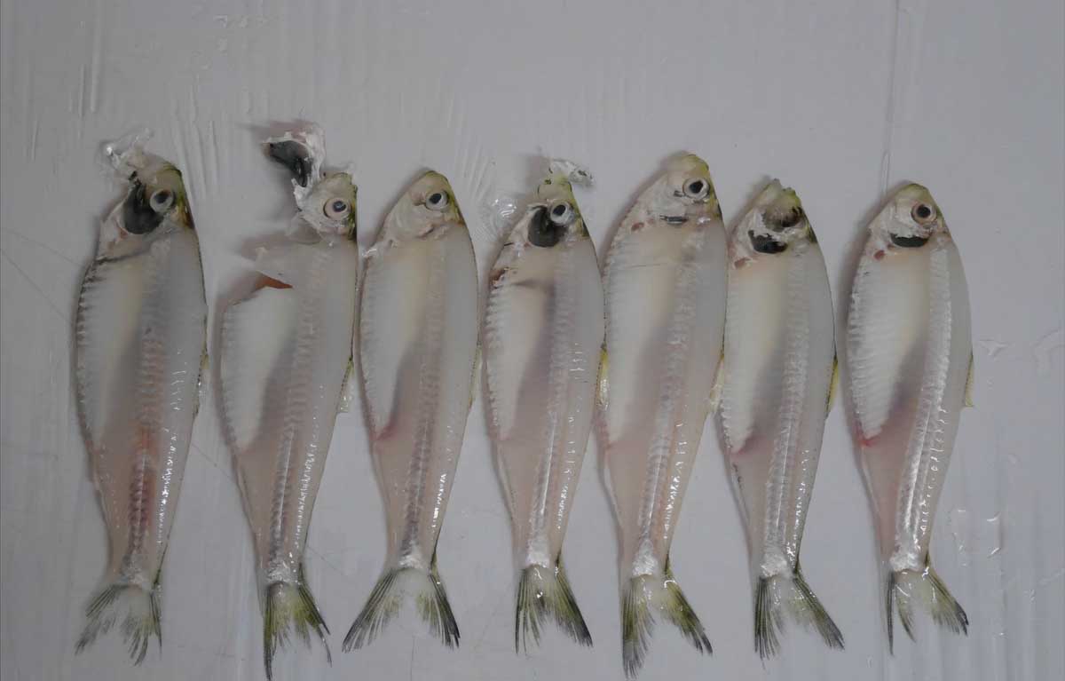 ปลาแป๊ะกังขอดเกล็ด