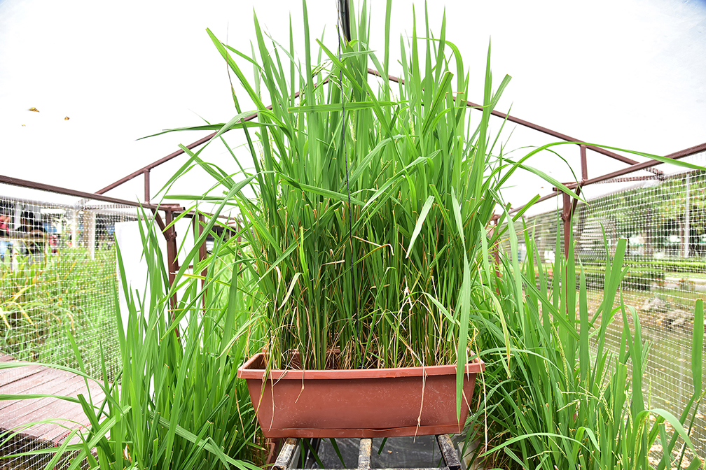 ตัวอย่างผลลิตข้าวจากการทดลองปลูก_0