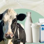 นมวัว