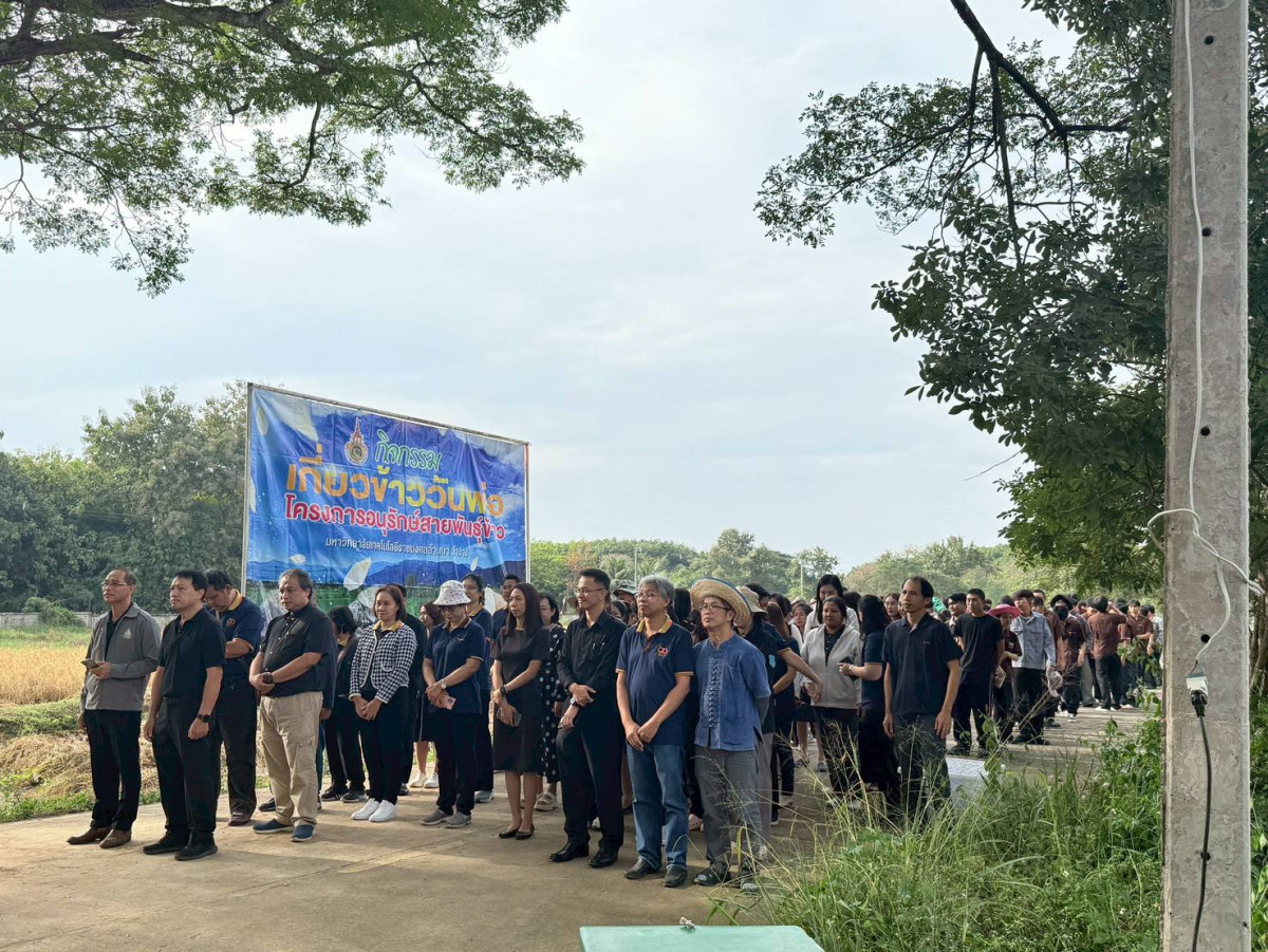 มทร.ล้านนา ลำปาง จัดกิจกรรมเกี่ยวข้าววันพ่อ