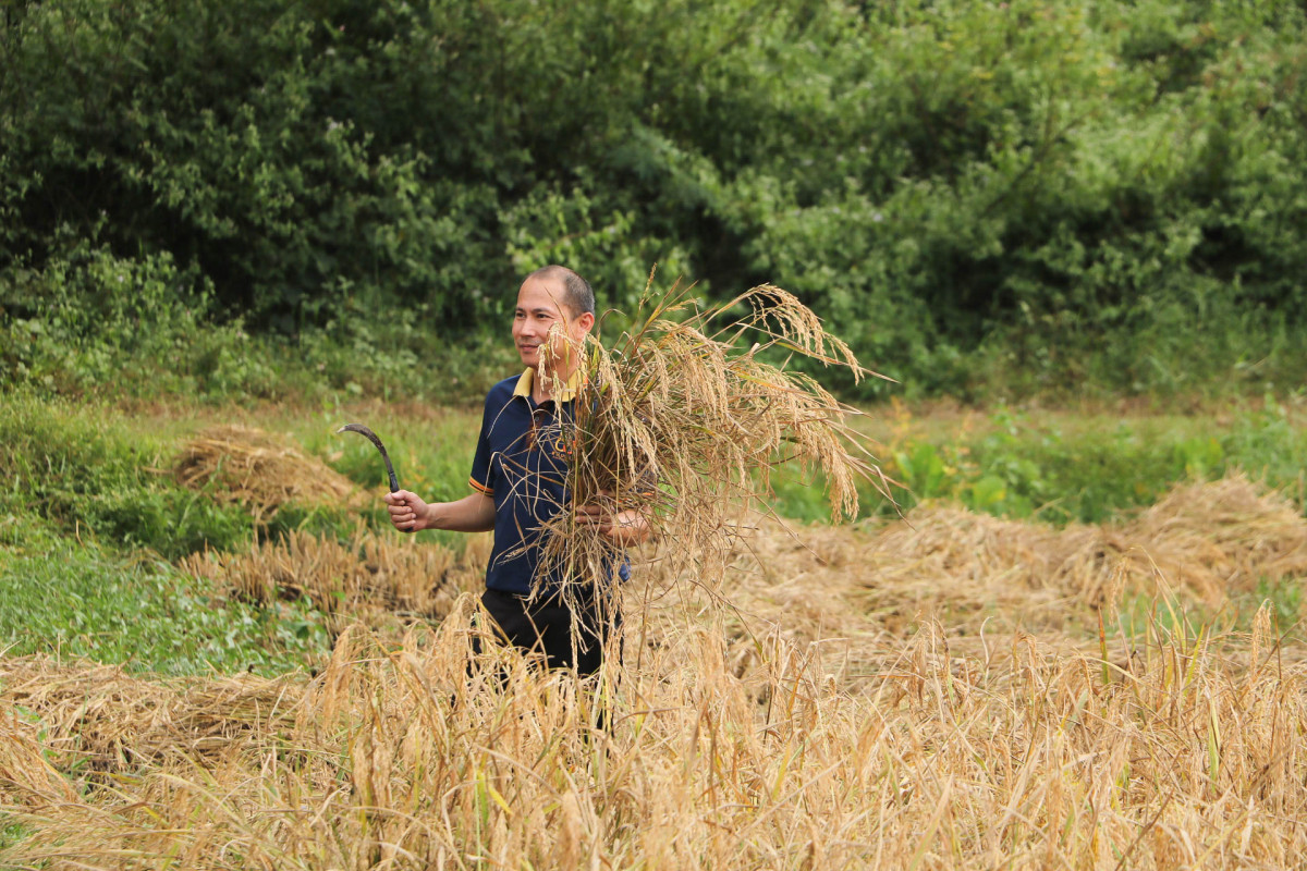 มทร.ล้านนา ลำปาง จัดกิจกรรมเกี่ยวข้าววันพ่อ