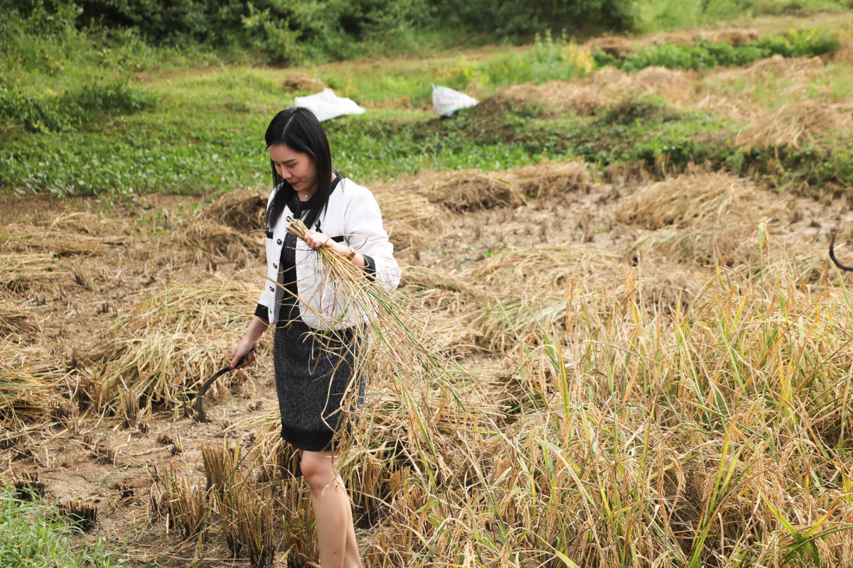 มทร.ล้านนา ลำปาง จัดกิจกรรมเกี่ยวข้าววันพ่อ