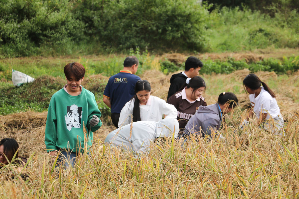 มทร.ล้านนา ลำปาง จัดกิจกรรมเกี่ยวข้าววันพ่อ