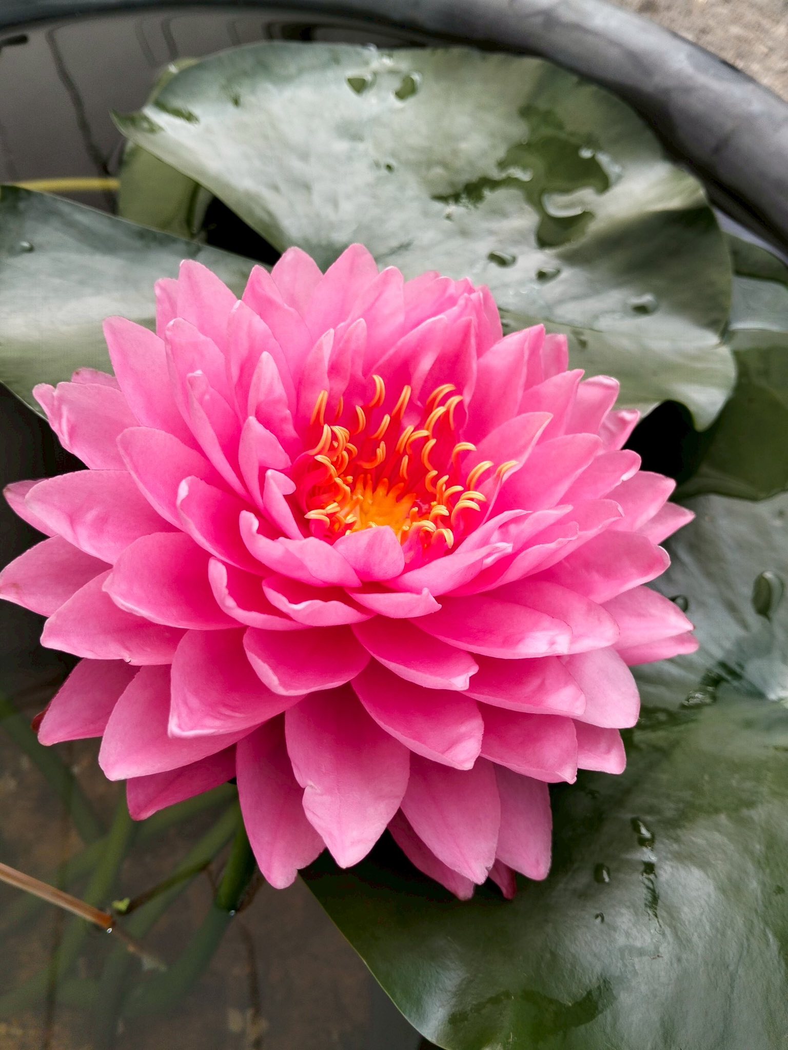 พิพิธภัณฑ์บัว มทร.ธัญบุรี คว้าเหรียญเงิน รองชนะเลิศอันดับ 1