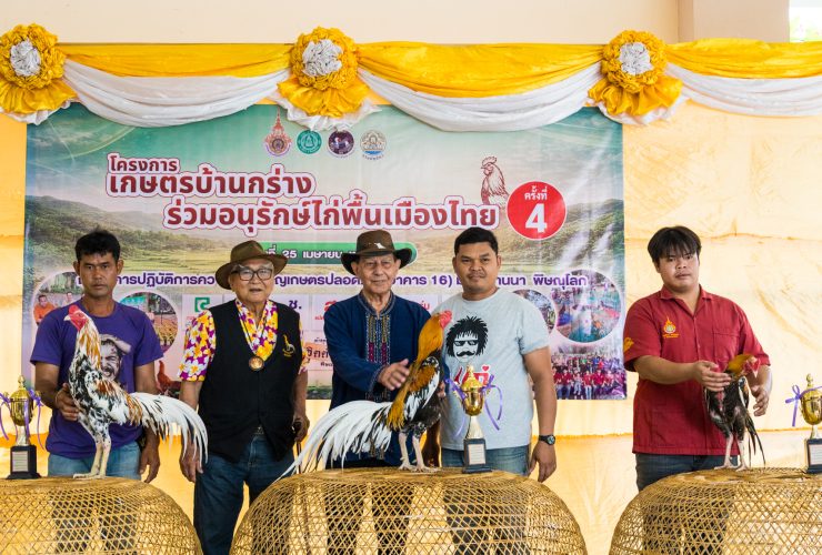 มทร.ล้านนา พิษณุโลก จัดงานประกวดไก่พื้นเมืองครั้งที่ 4