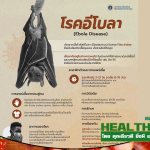 HealthClub โรคไวรัสอีโบลา
