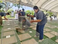 มทร.ธัญบุรี โชว์ศักยภาพอาจารย์–นักศึกษาสัตวศาสตร์ ผู้ช่วยตัดสินไก่พื้นเมืองไทย